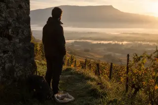 Lone hiker at vineyard's edge in Jongieux at sunrise, quietly preparing to taste local wine and cheese amid autumn vines and misty valley views.
