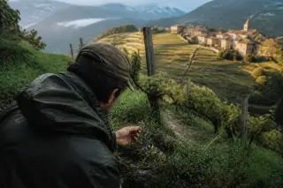 Hiker quietly observing wildflowers on a vineyard terrace in Savoie, with sloping vine rows, mountain backdrop, and soft golden natural light.