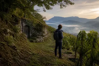 Walker pauses on a forest path above Chambéry, overlooking misty vineyards with a discreet stone cave entrance, in soft golden morning light.